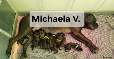 Cane Corso dogs - Advert 2