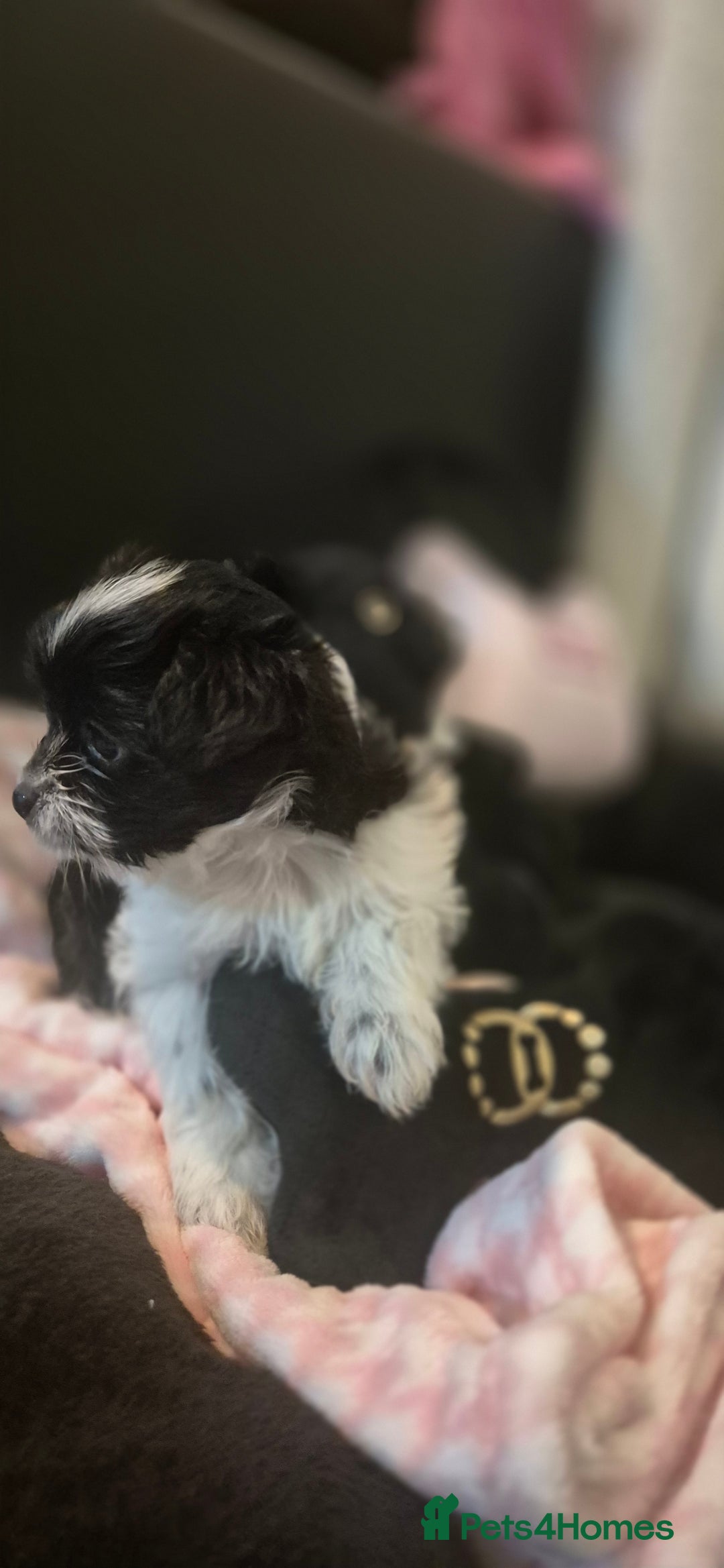 Biewer Terrier dogs for sale: Beautiful Biewer Yorkshire terriers Puppies  - Advert 11