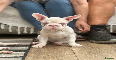 French Bulldog dogs - Advert 10