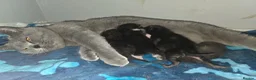 British Shorthair cats for sale: Bsh mixed kittens - Advert 2