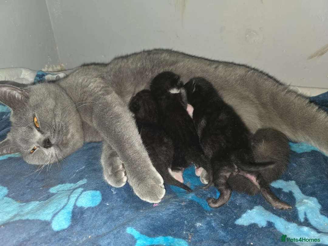 British Shorthair cats for sale: Bsh mixed kittens - Advert 2