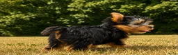 Yorkshire Terrier dogs for sale: SMALL GIRL ONE LEFT - Advert 7
