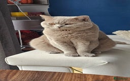 British Shorthair cats for sale: Chocolate British shorthairs - Image 13