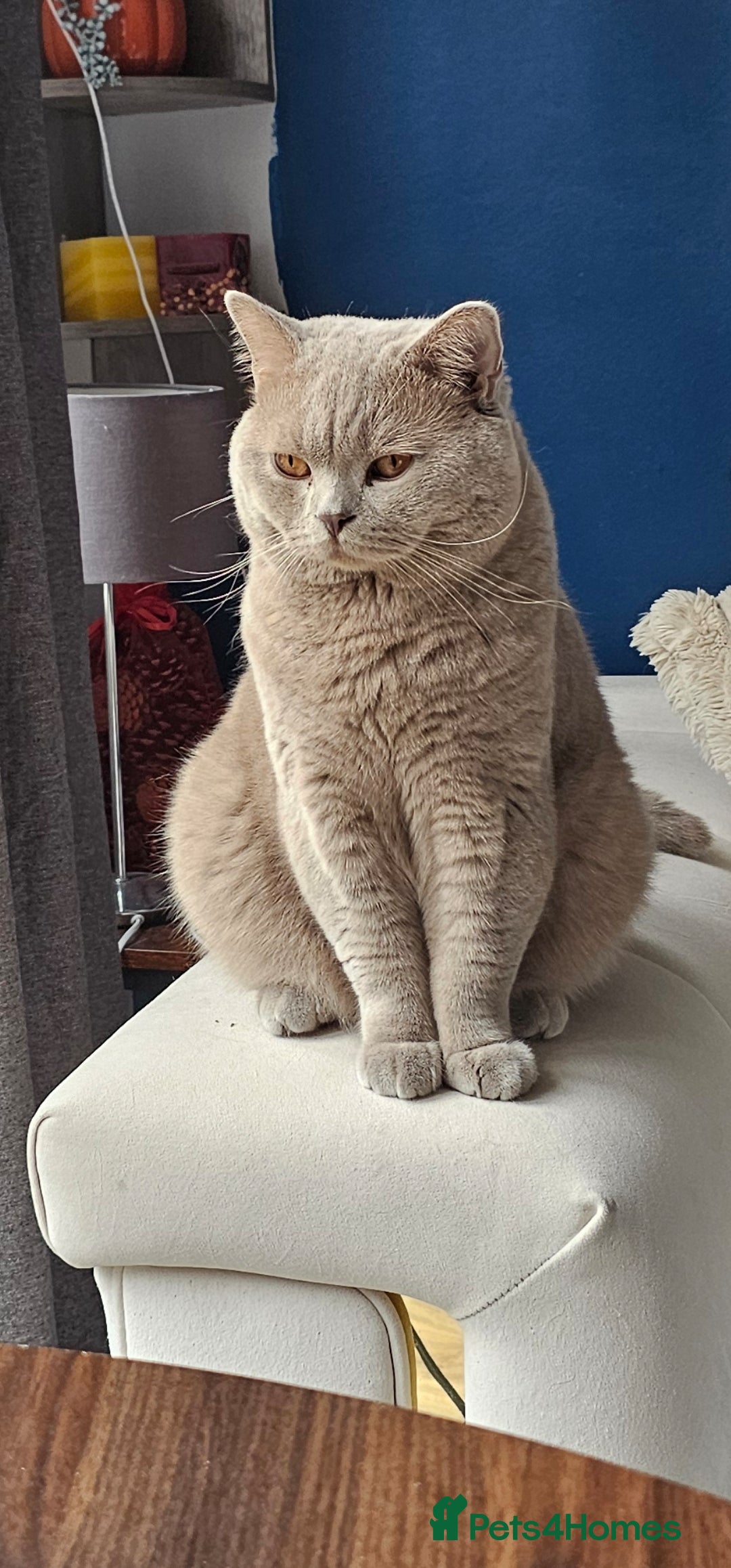 British Shorthair cats for sale: Chocolate British shorthairs - Image 13