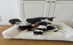 Jack Russell dogs for sale: 5 Available: Jack Russell Puppies. 2 Girls, 3 Boys - Image 38