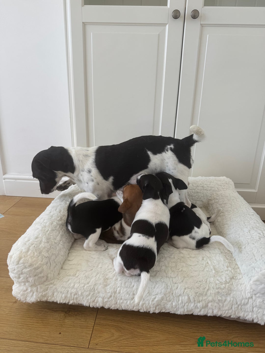 Jack Russell dogs for sale: 5 Available: Jack Russell Puppies. 2 Girls, 3 Boys - Image 38