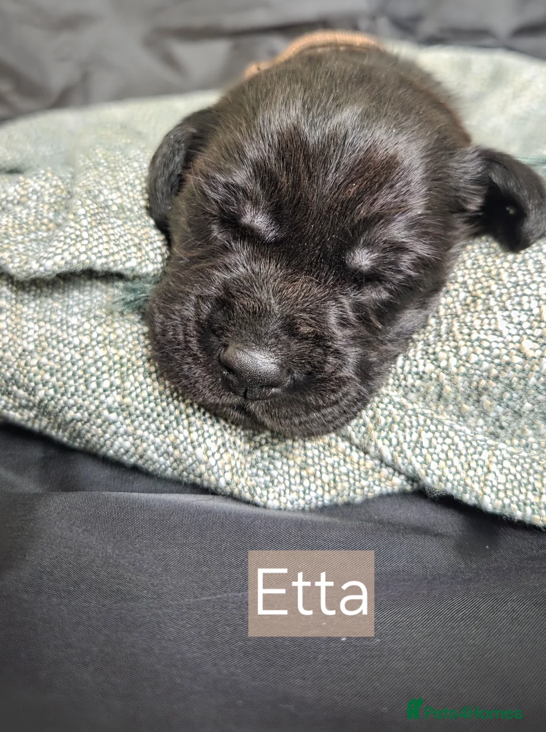 Labrador Retriever dogs for sale: Black Labrador Retriever Puppies – KC Registered - Advert 16