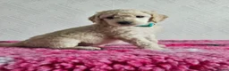 Standard Poodle dogs for sale: 💙Ready Now💙KC Registered Standard Poodle Boys 💙 - Advert 30