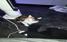 Domestic Shorthair cats for sale: Calico domestic short hair - Image 2