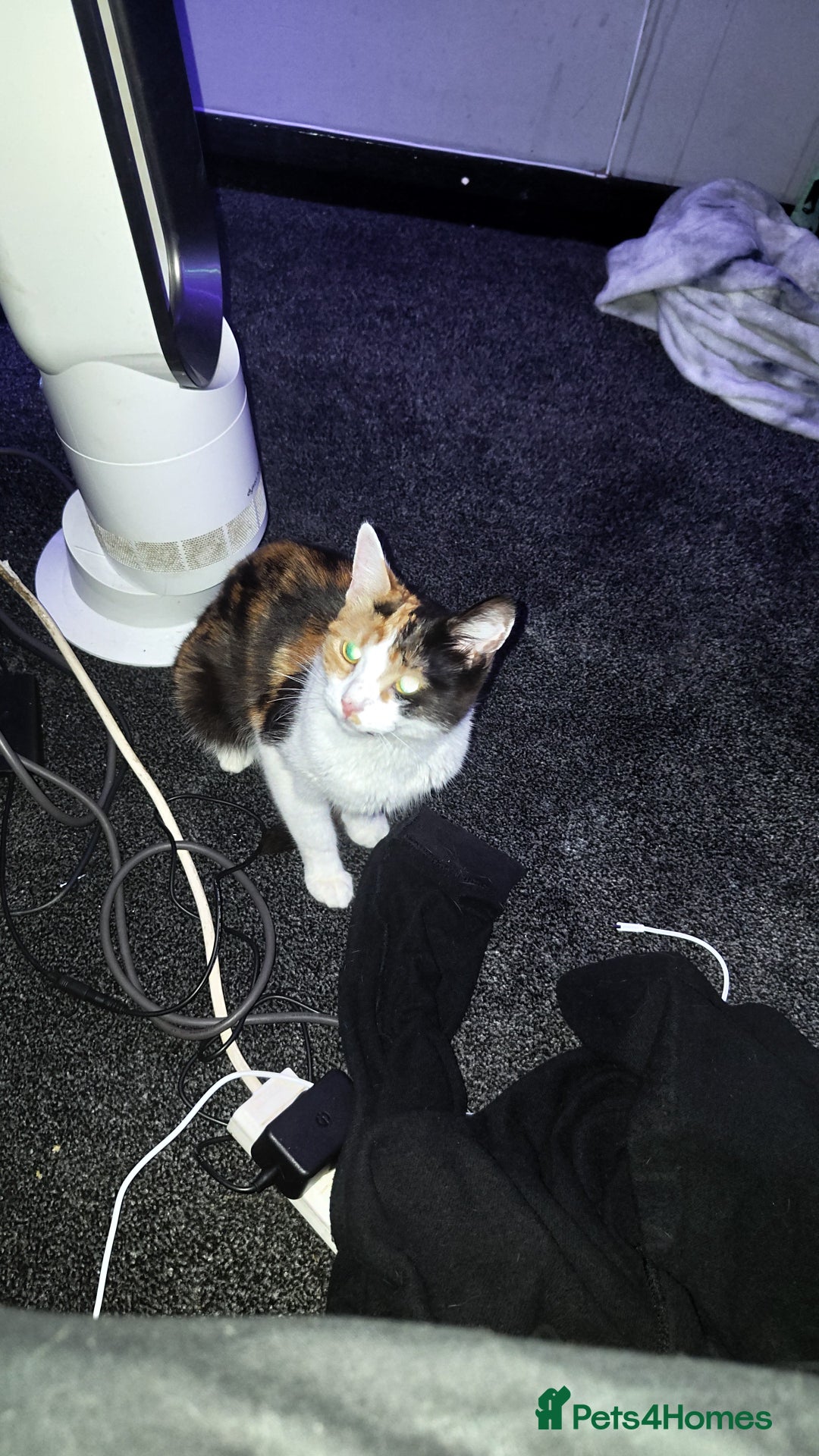Domestic Shorthair cats for sale: Calico domestic short hair - Image 2