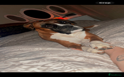 Boxer dogs for sale: POTENTIAL Re-home   - Image 9
