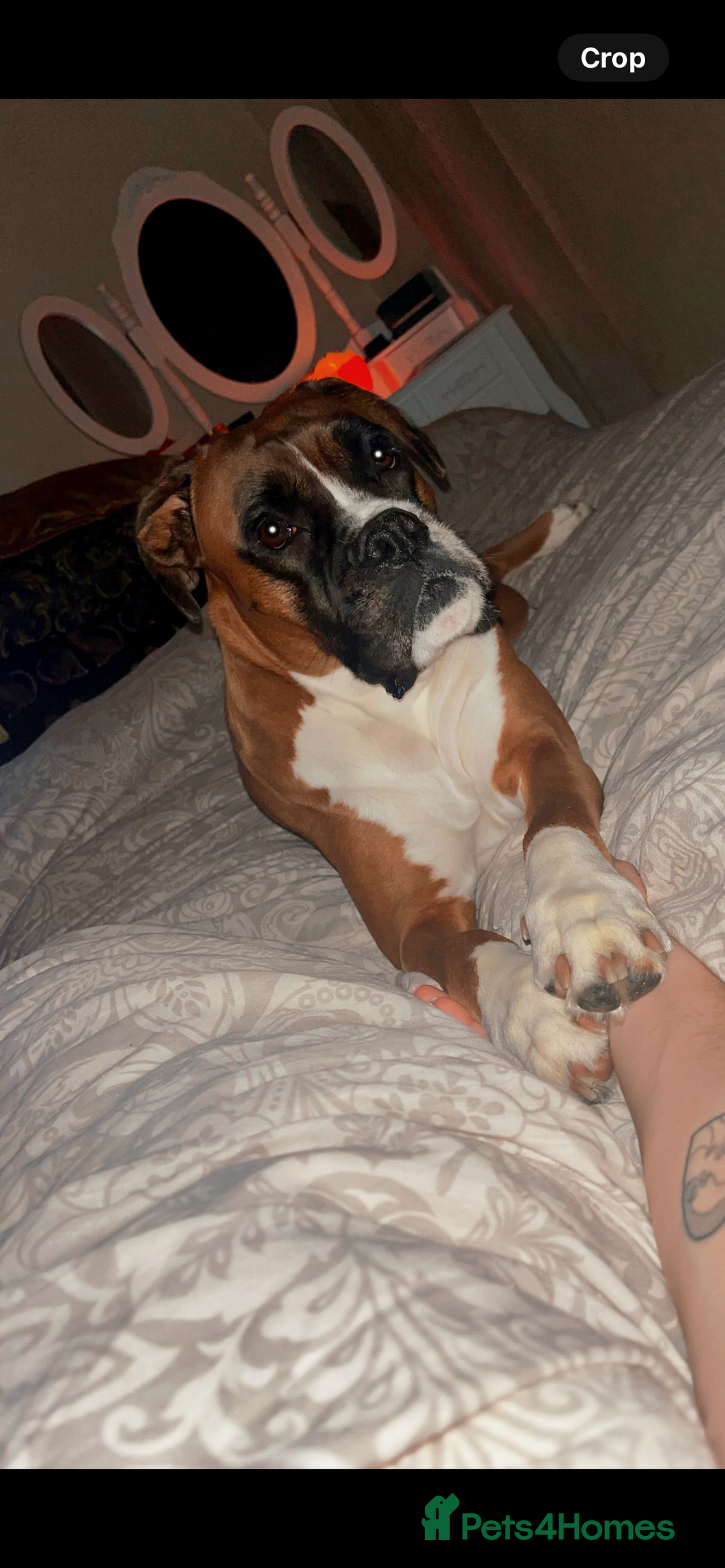 Boxer dogs for sale: POTENTIAL Re-home   - Image 9