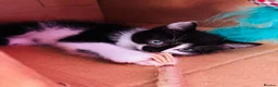 Mixed Breed cats for sale: Boy kitten for sale - Advert 4