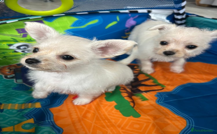 Chipoo dogs - Advert 1