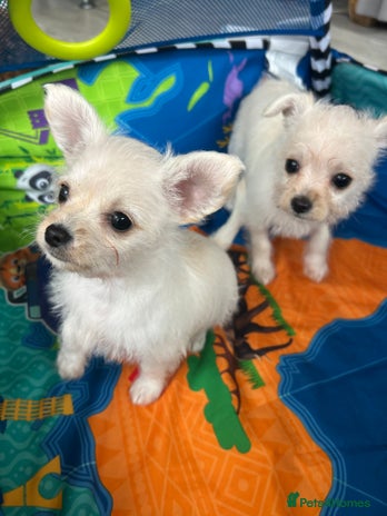 Chipoo dogs - Advert 1