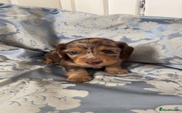 Miniature Dachshund dogs for sale: Long haired dapple miniature Dachsund puppies - Image 1