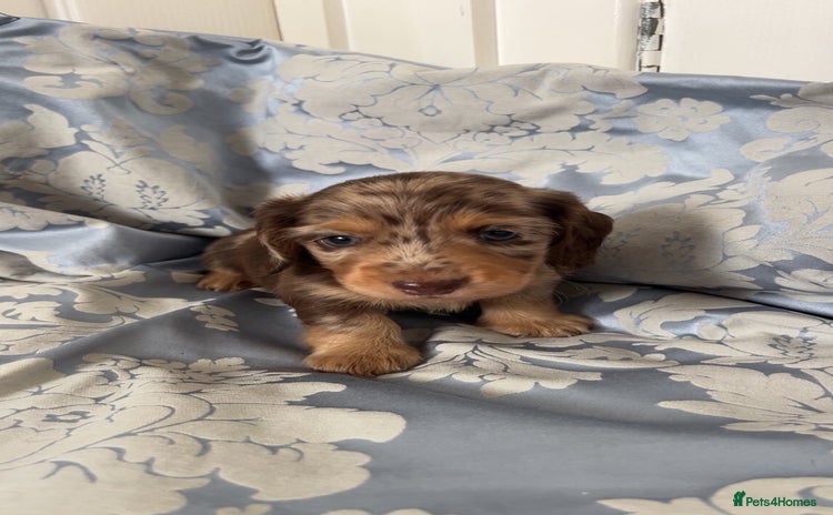 Miniature Dachshund dogs for sale - Advert 1