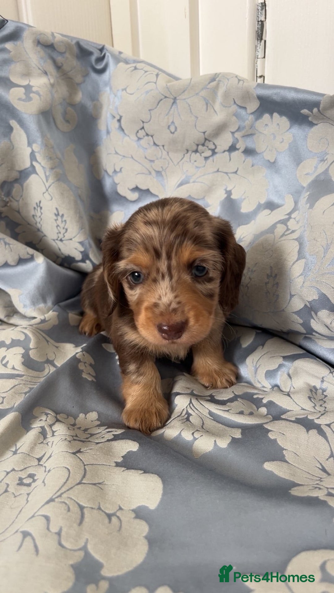 Miniature Dachshund dogs for sale: Long haired dapple miniature Dachsund puppies - Image 1