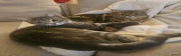 Maine Coon cats for sale: Maine Coon X kittens - Advert 15
