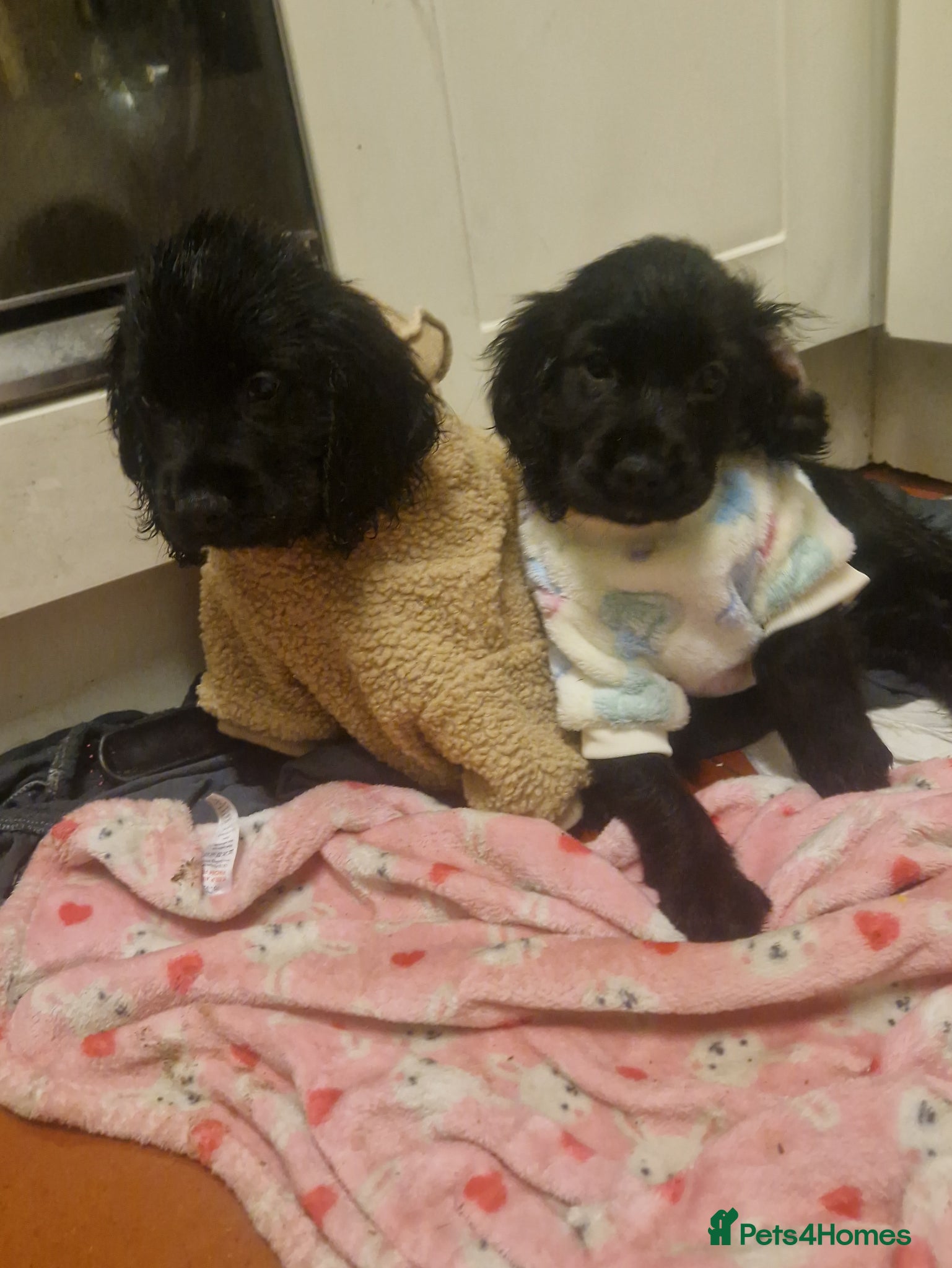 Cockerdor dogs for sale: Here is spencer hes the last boy  in Leek - Advert 4