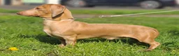 Miniature Dachshund dogs for sale: 5 Isabella and Tan puppies ready to go 10th July - Advert 5