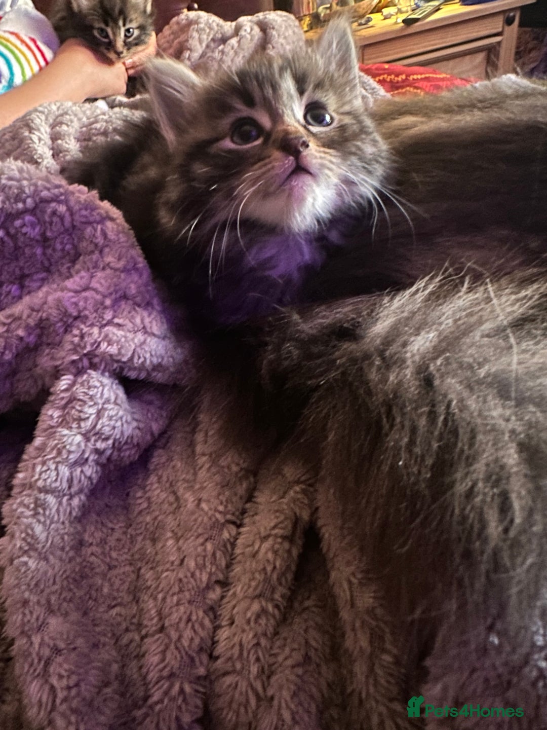 Ragdoll cats for sale: Ragdoll x Maincoone loving babies - Image 25