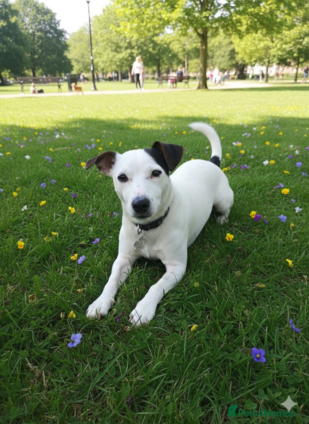 Jack Russell dogs for stud: JackRussell – 1 Year Old, Proven & Healthy in Maidstone - Advert 3