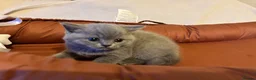 British Shorthair cats for sale: 🐾 Beautiful British Shorthair Kittens 🐾 in Huddersfield - Advert 20