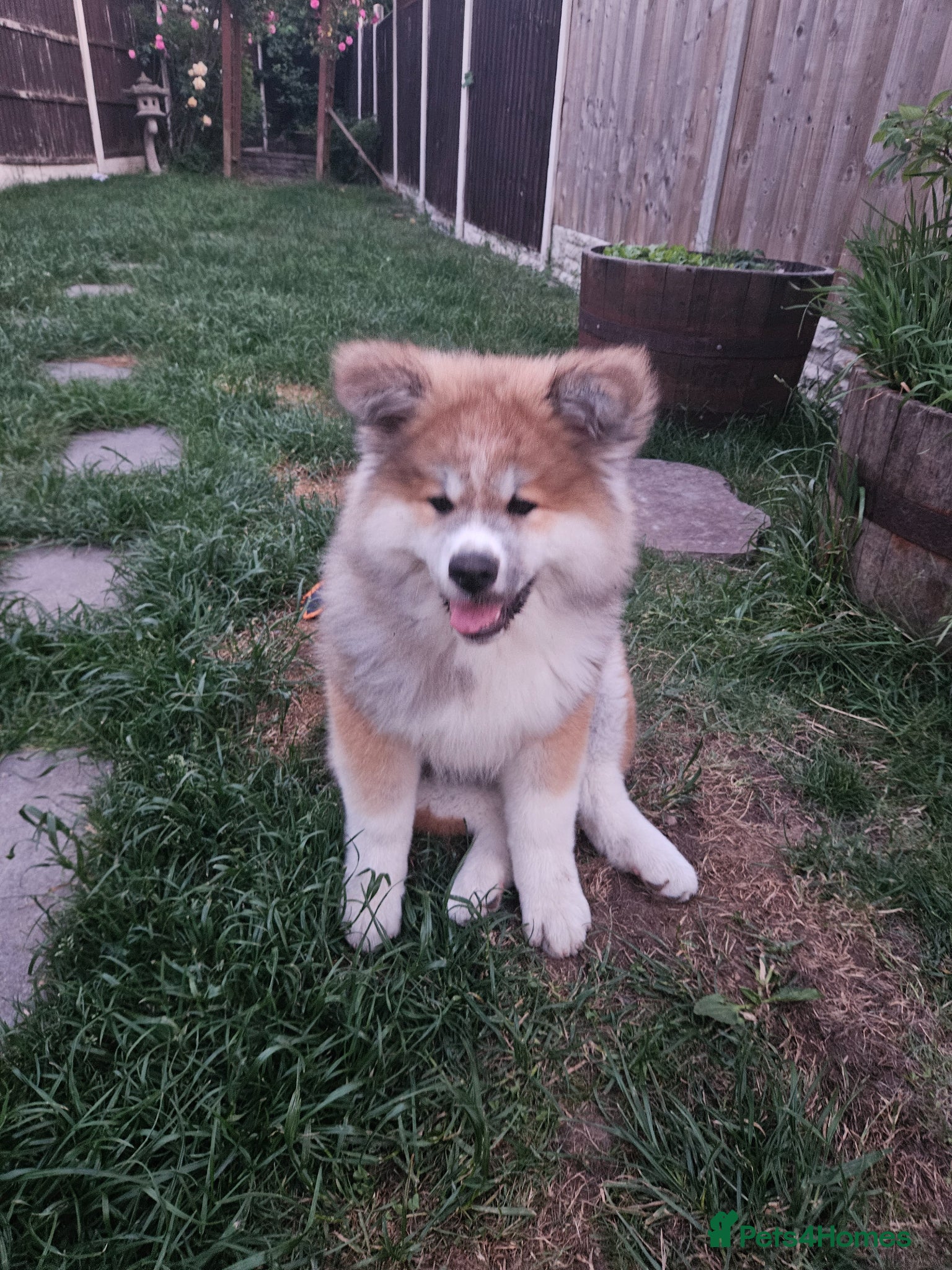 Japanese Akita Inu dogs for sale: RKC Registered Long-Coat Female - Advert 4