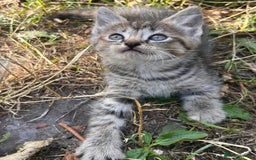 Perdoll cats for sale: Ragdoll cross kitten (all available)😻 - Image 10
