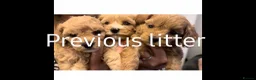 Mixed Breed dogs for sale: 🌟 Stunning Cavapoochon Puppies 🌟 - Advert 3