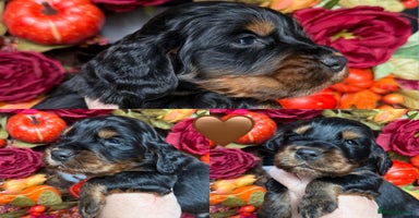 Cocker Spaniel dogs - Advert 11