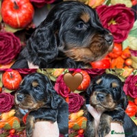 Cocker Spaniel dogs - Advert 2