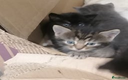 Mixed Breed cats for sale: Absolutely Gorgeous, Affectionate,playful kittens  - Image 9