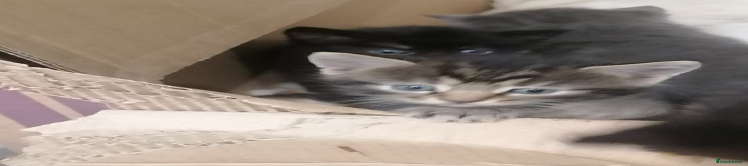 Mixed Breed Kitten 1