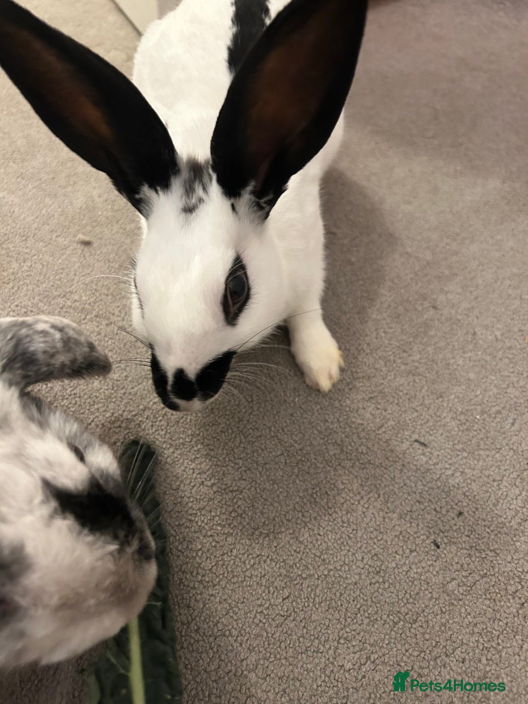 Mixed Breed rabbits for sale: Paired Rabbits for sale - Advert 16