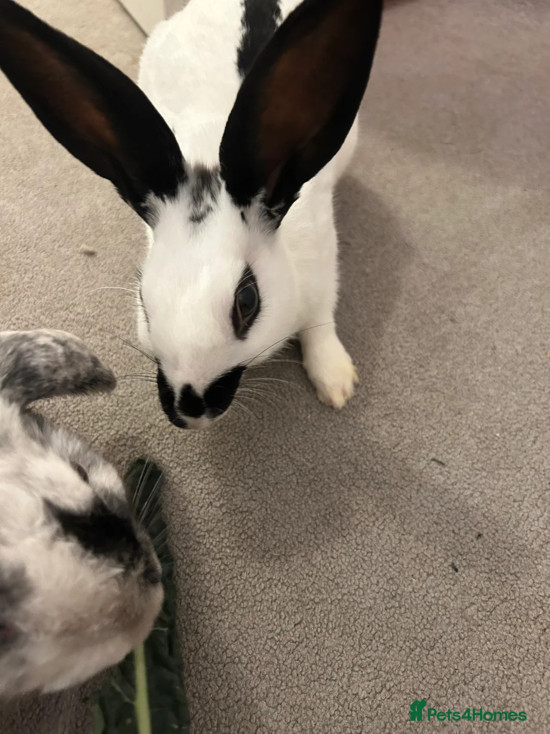 Mixed Breed rabbits for sale: Paired Rabbits for sale - Advert 16