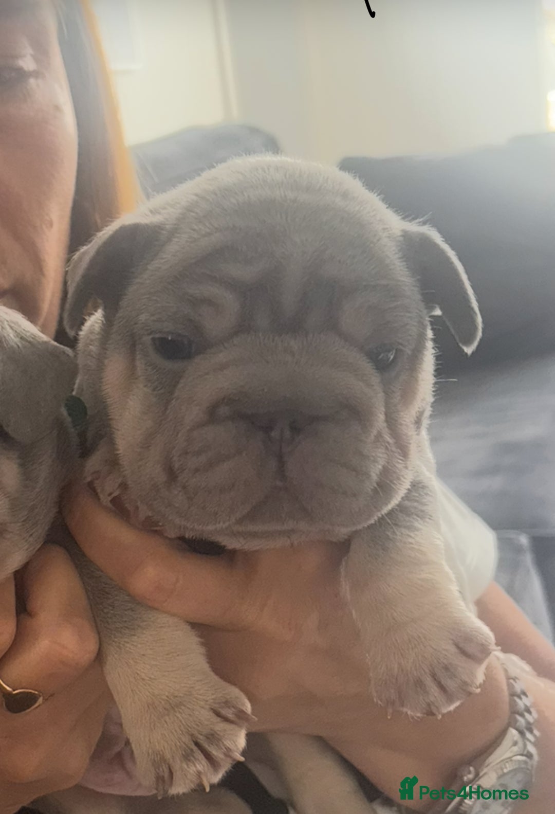 French Bulldog dogs for sale: French bulldog babies  - Image 20