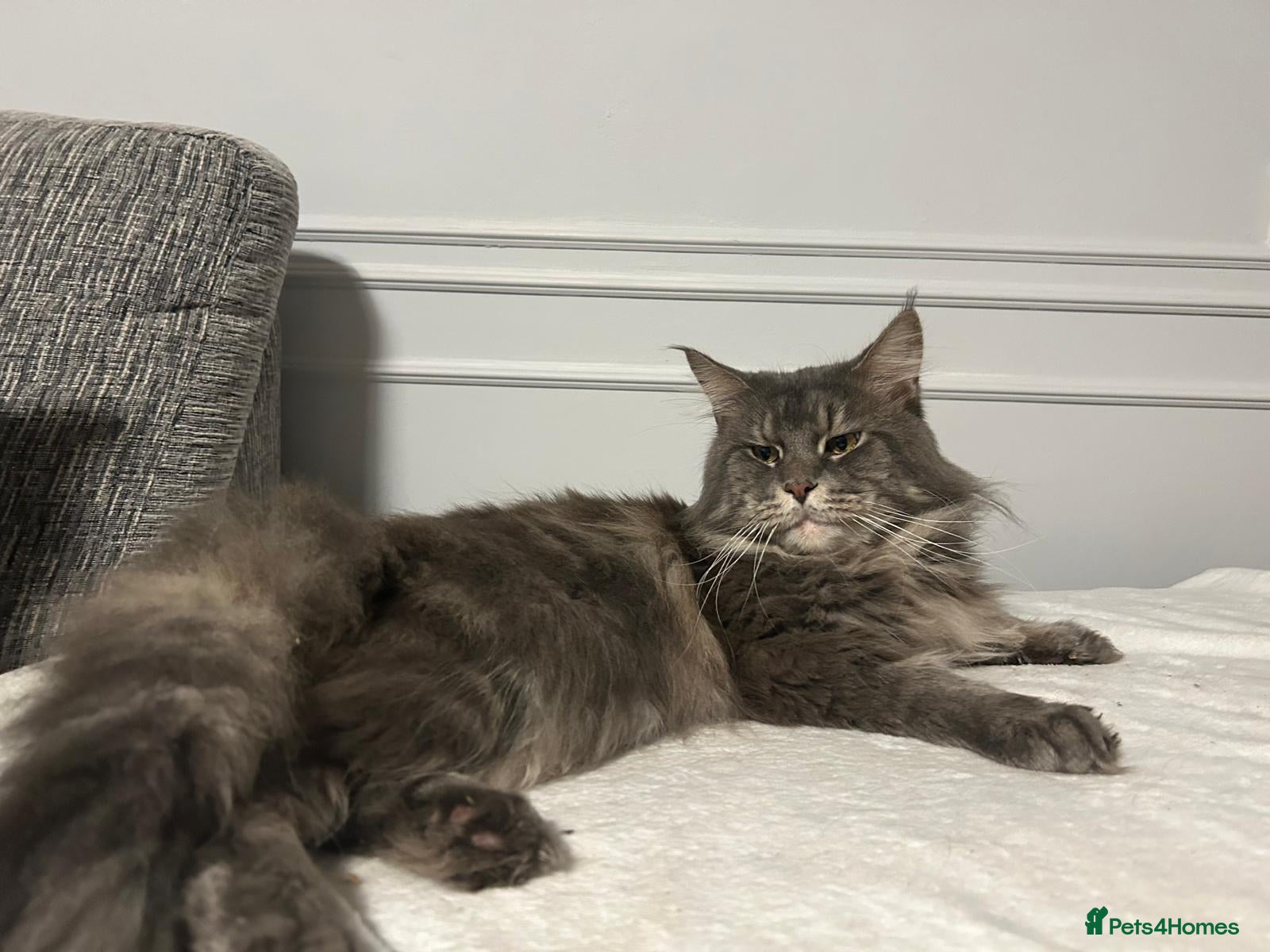 Maine Coon cats Stunning Red Maine Coon Kitten – TICA Registered  - Advert 2
