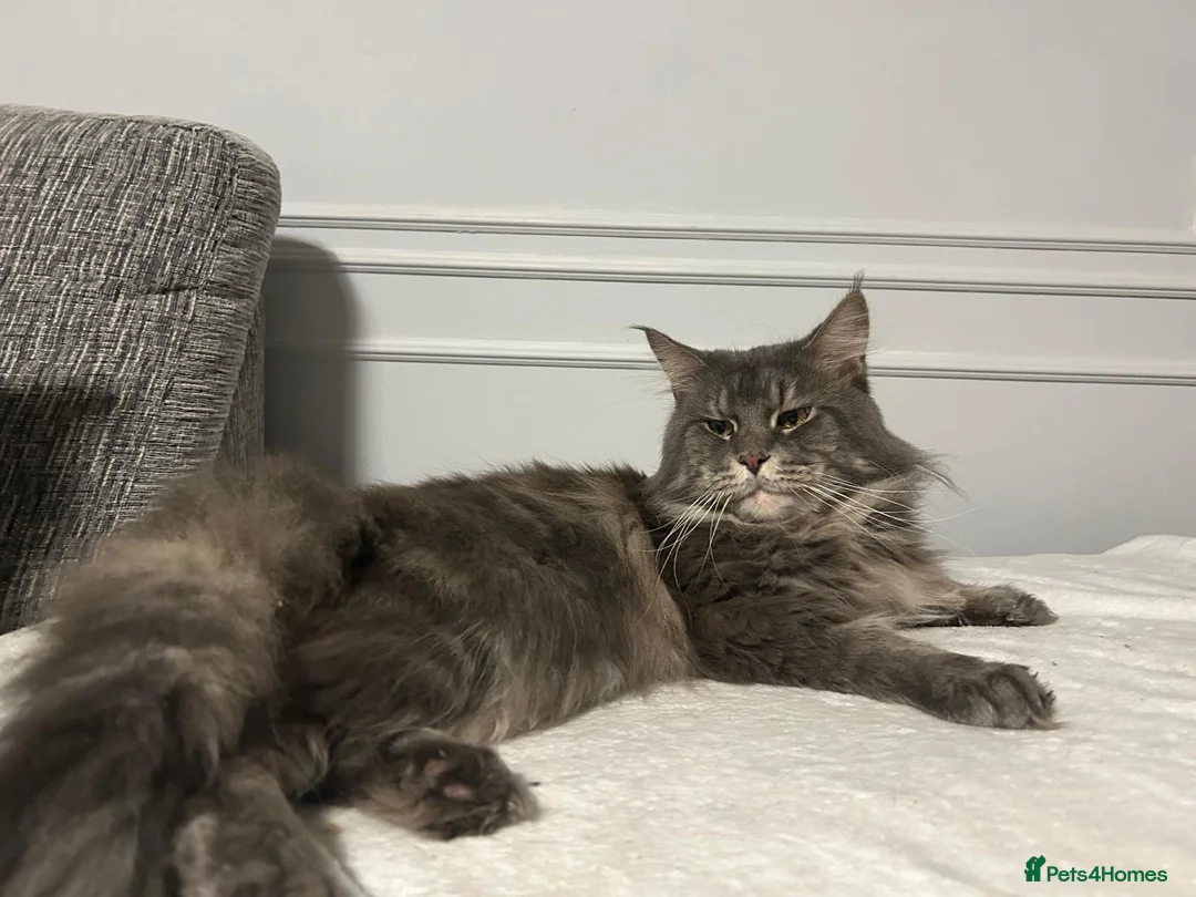 Maine Coon cats for sale: Stunning Red Maine Coon Kitten – TICA Registered  - Advert 7