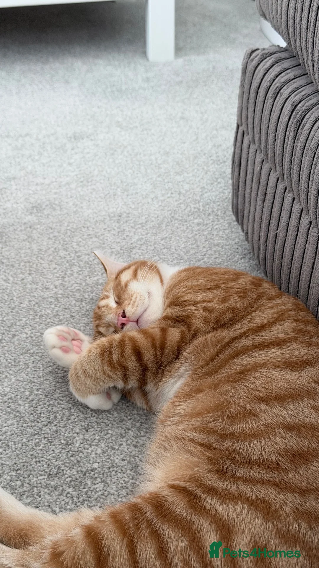 Domestic Shorthair cats for sale: Ginger Male  - Advert 4