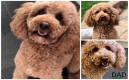 Cockapoo dogs for sale: Stunning F1 Red Miniature - Health Tested Parents - Image 8