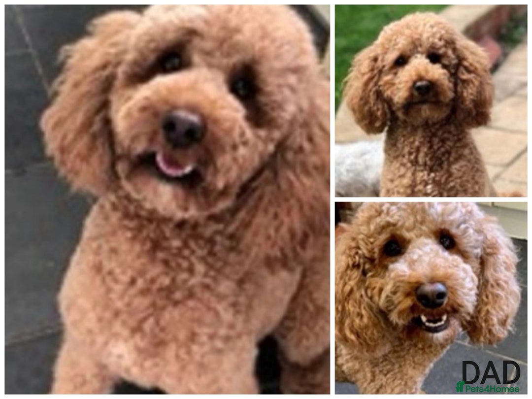 Cockapoo dogs for sale: Stunning F1 Red Miniature - Health Tested Parents - Image 8