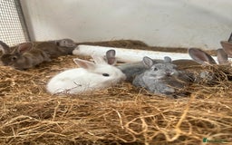 Netherland Dwarf rabbits for sale: Netherlands, Rex’s, californians ready to go - Image 1