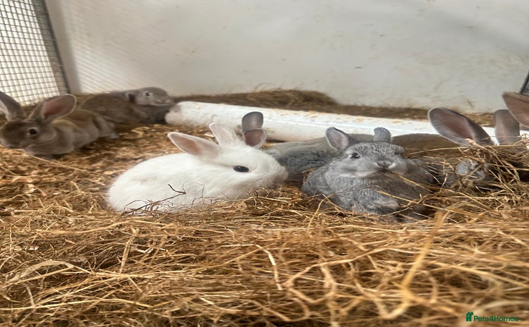 Netherland Dwarf rabbits - Advert 13