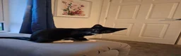 Mixed Breed cats for sale: Rehome, 1 year old in Burnley - Advert 5