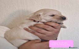Golden Retriever dogs for sale: 🐾Pure Golden retrievers puppy🐾 - Image 9