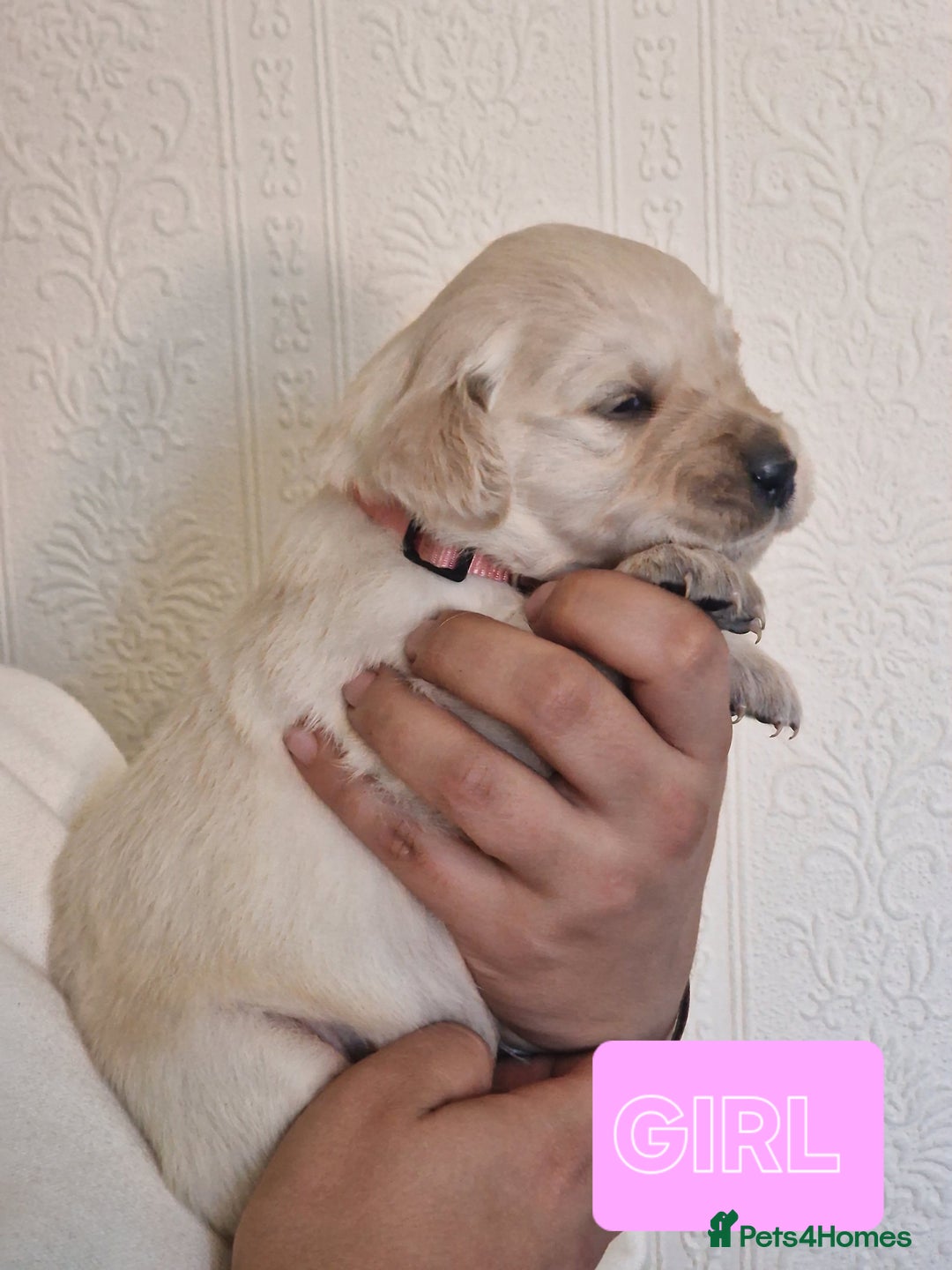Golden Retriever dogs for sale: 🐾Pure Golden retrievers puppy🐾 - Image 9