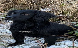Cocker Spaniel dogs for sale: 5 BEAUTIFUL COCKER SPANIEL KC REG PUPPIES - Image 15