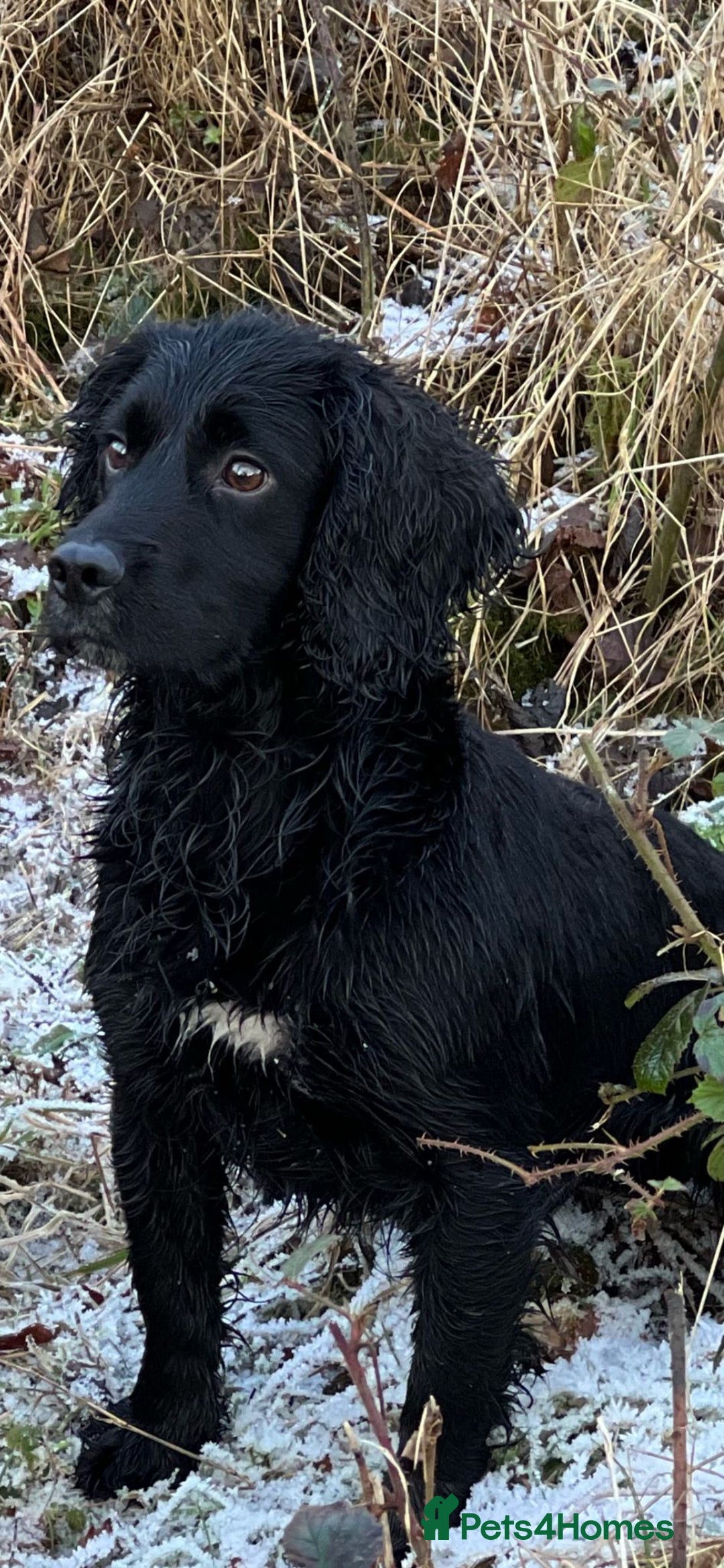 Cocker Spaniel dogs for sale: 5 BEAUTIFUL COCKER SPANIEL KC REG PUPPIES - Image 15